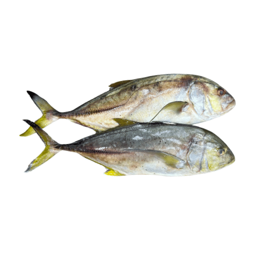 TREVALLY (பாரை  மீன்) 15 KG
